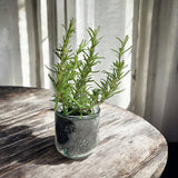 Plantable Soy Candle - Burn/Plant/Grow
